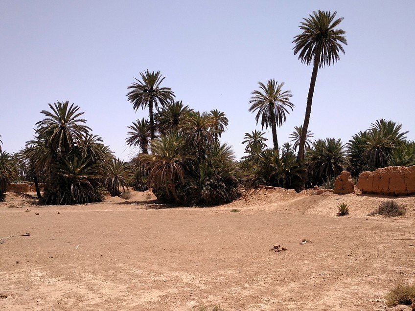 Palmeras del oasis de Tighmert