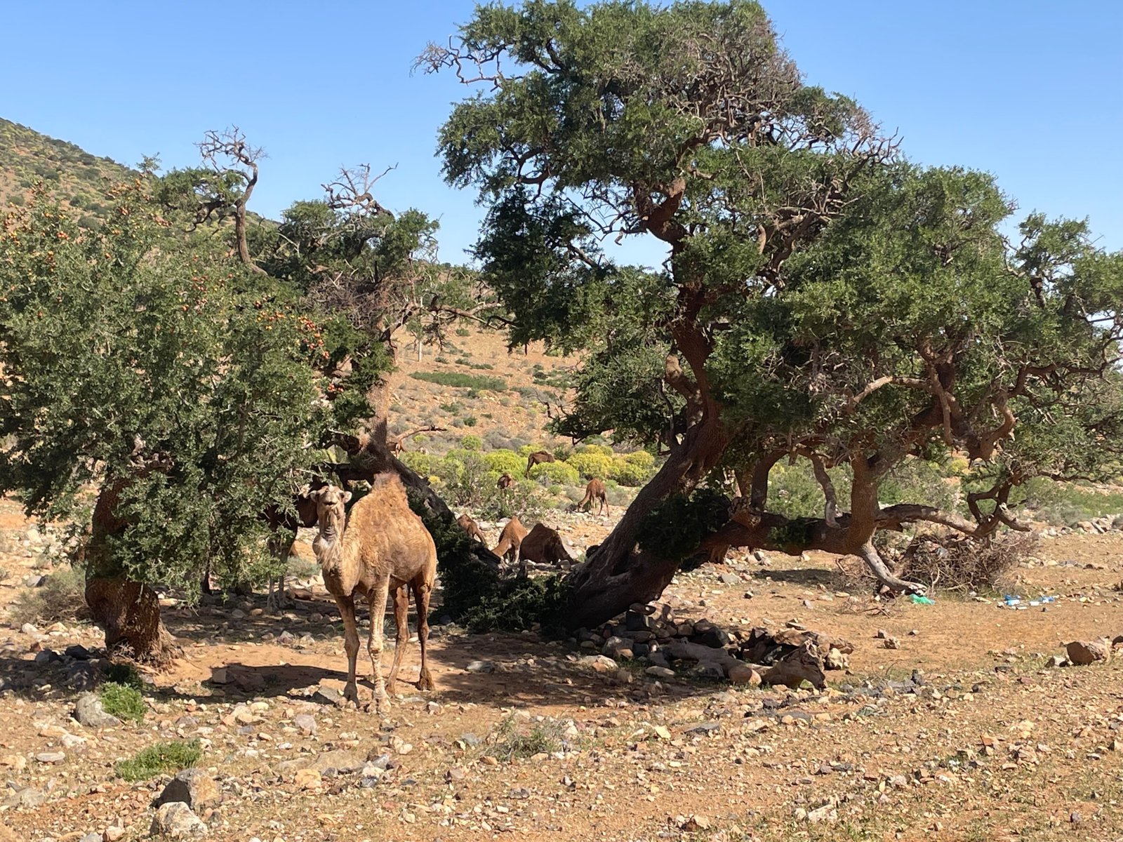 Camino hacia Guelmin