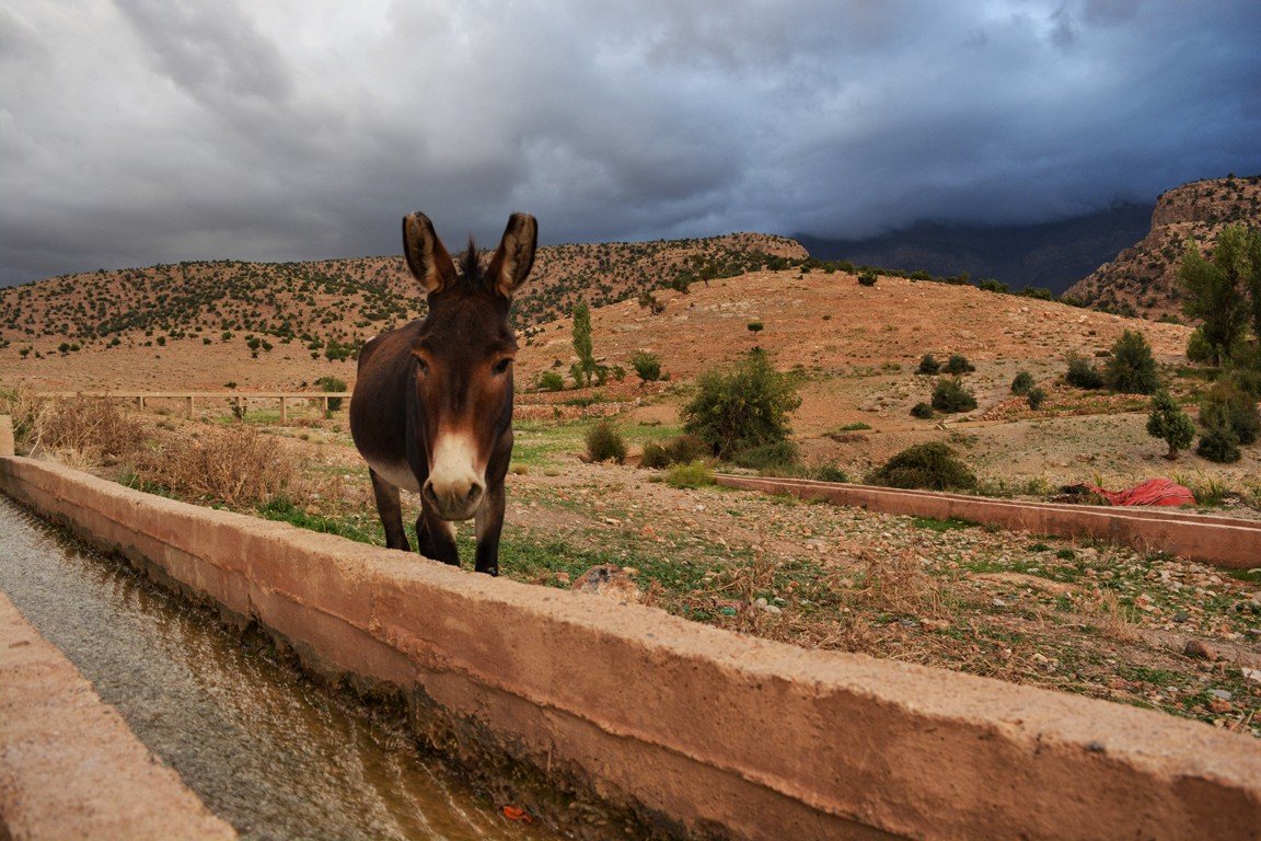 Burro bebiendo en acequia en Taouraout