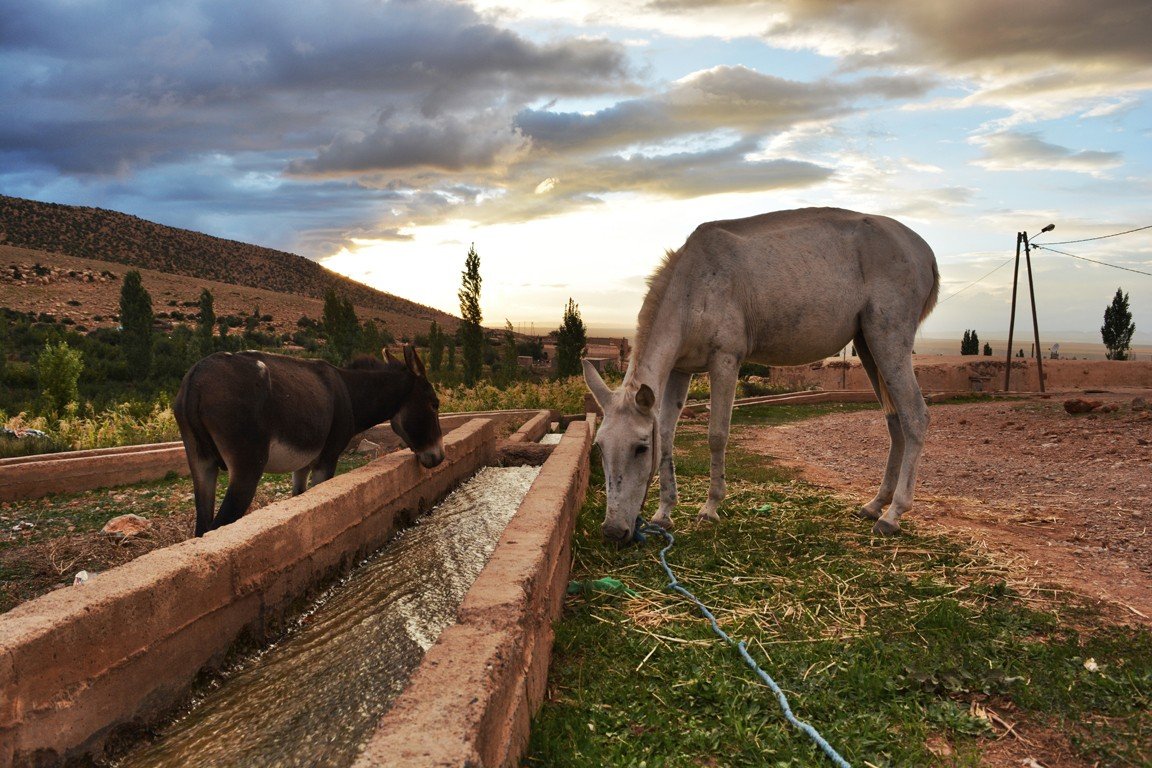 Burros bebiendo en Taouratout, Ayachi