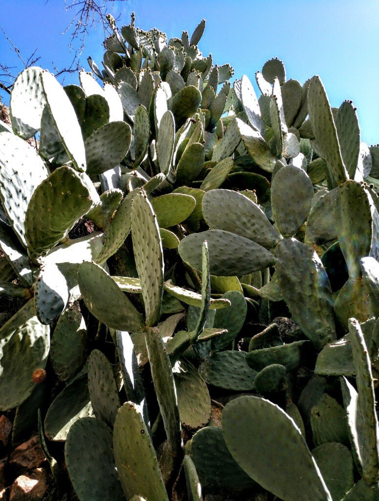 Chumbera de gran tamaño en Sidi Ifni