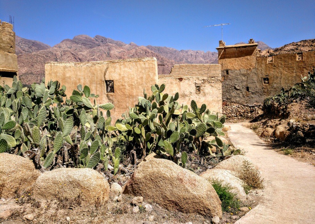 Chumberas en un pueblo de adobe