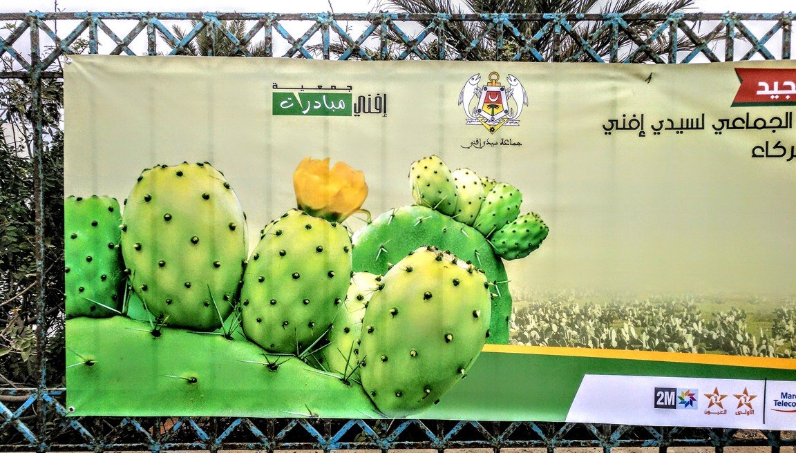 La chumbera: un impulso para el desarrollo sostenible en el «Moussem Aknari»