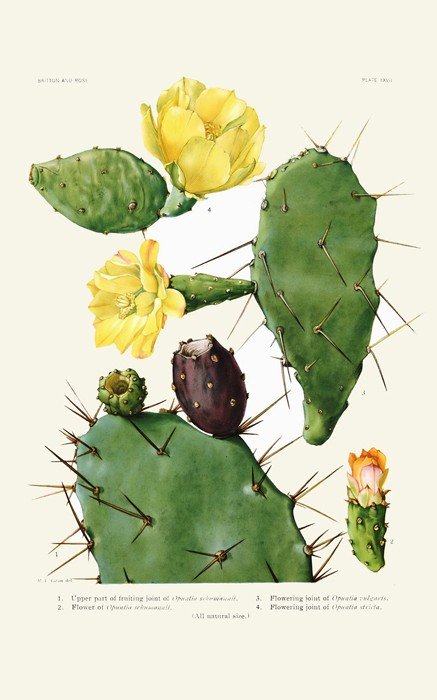 Ilustraciones de pencas y flores de chumbera