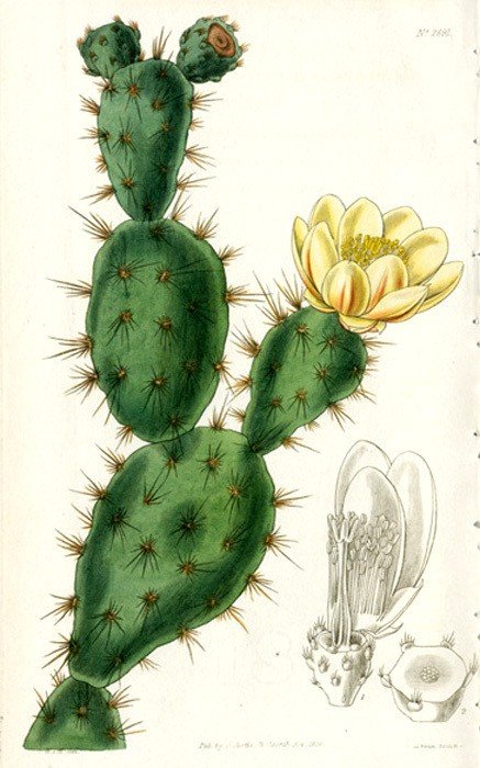 Pencas y flores de chumbera