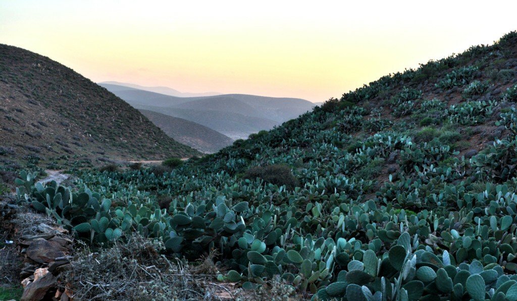 Paisaje de montaña con cultivos de chumberas
