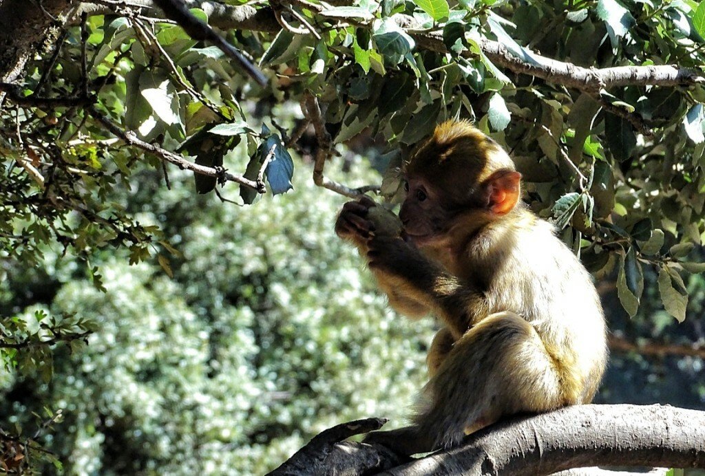 Macaco de Berbería en la cordillera del Atlas
