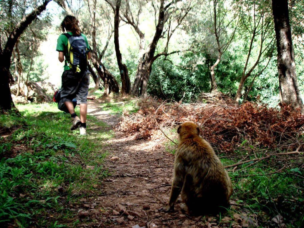Macaco en las Cascadas de Ouzud