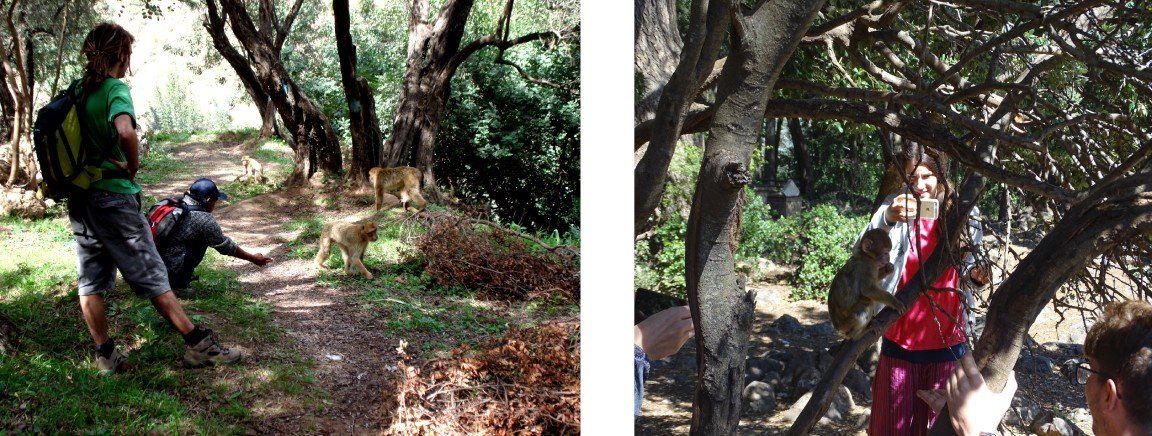 Turistas fotografiando los macacos de berbería