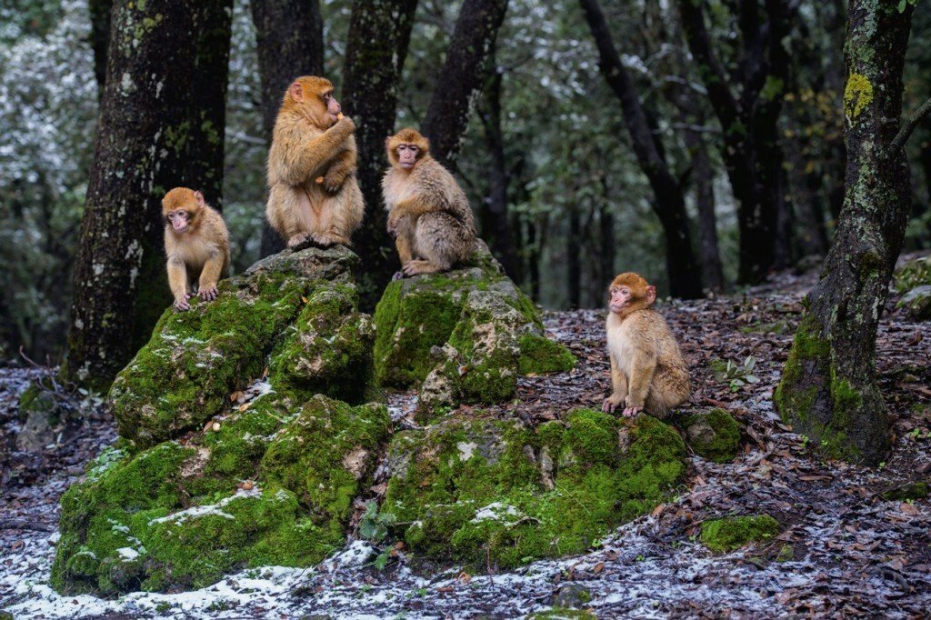 Macaco de Berbería en la cordillera del Atlas