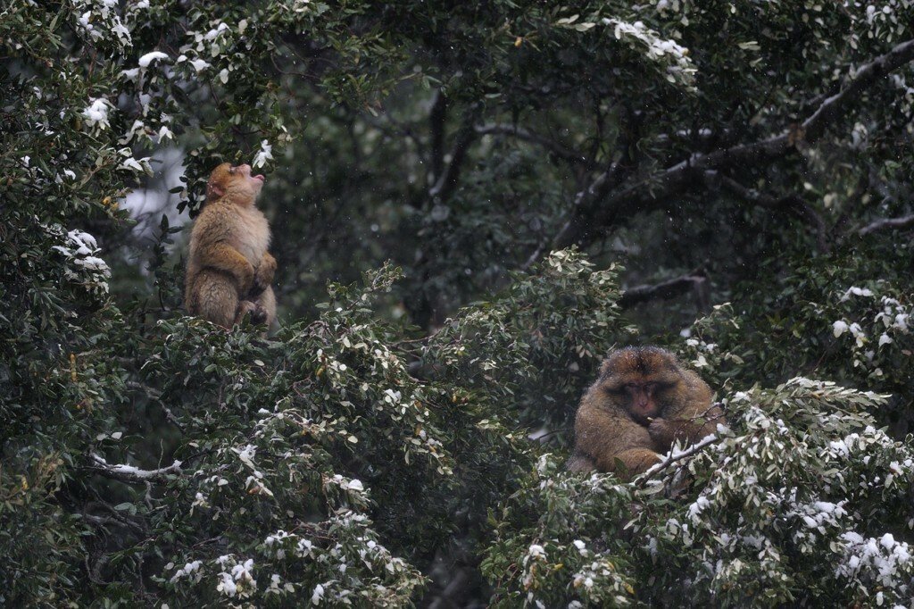 Macaco en la cordillera del Atlas en Marruecos
