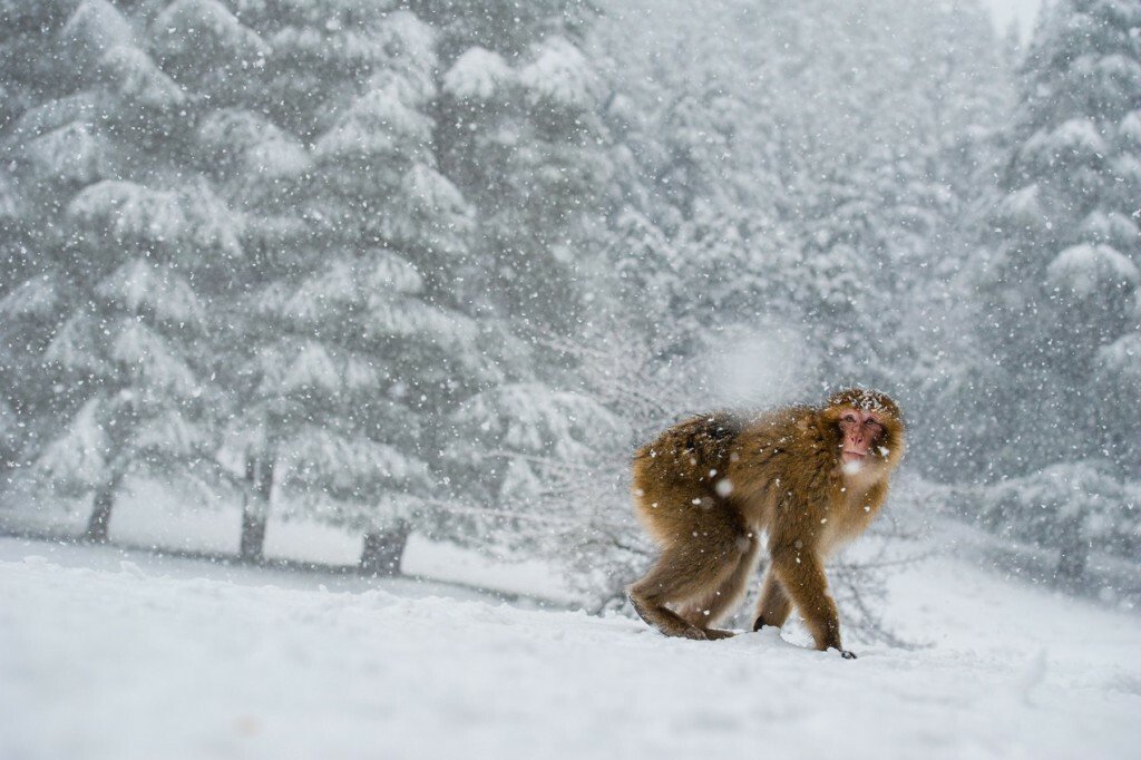 Macaco en la cordillera del Atlas en Marruecos