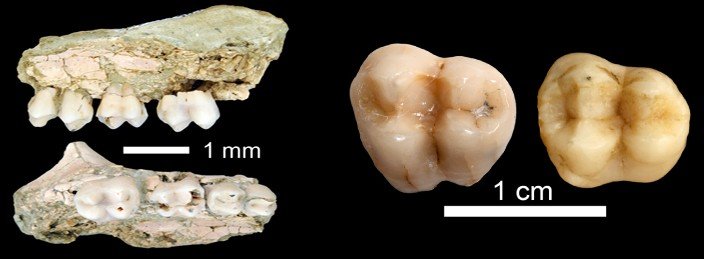 Restos fósiles del Macaca sylvanus