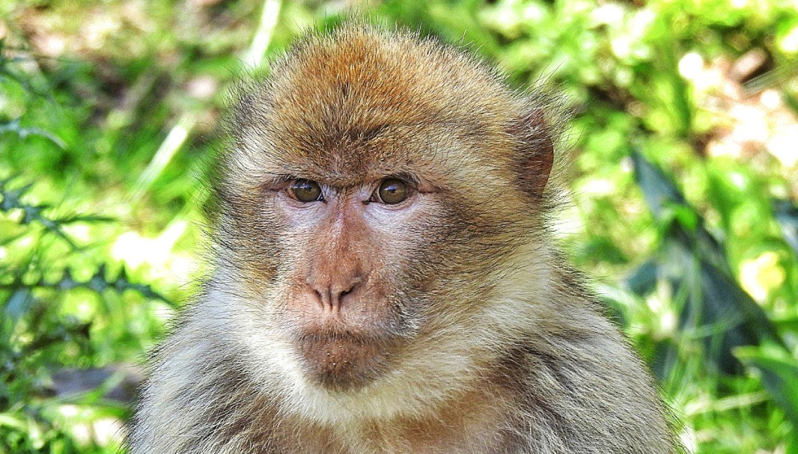 El Macaco de Berbería: una historia llena de vicisitudes