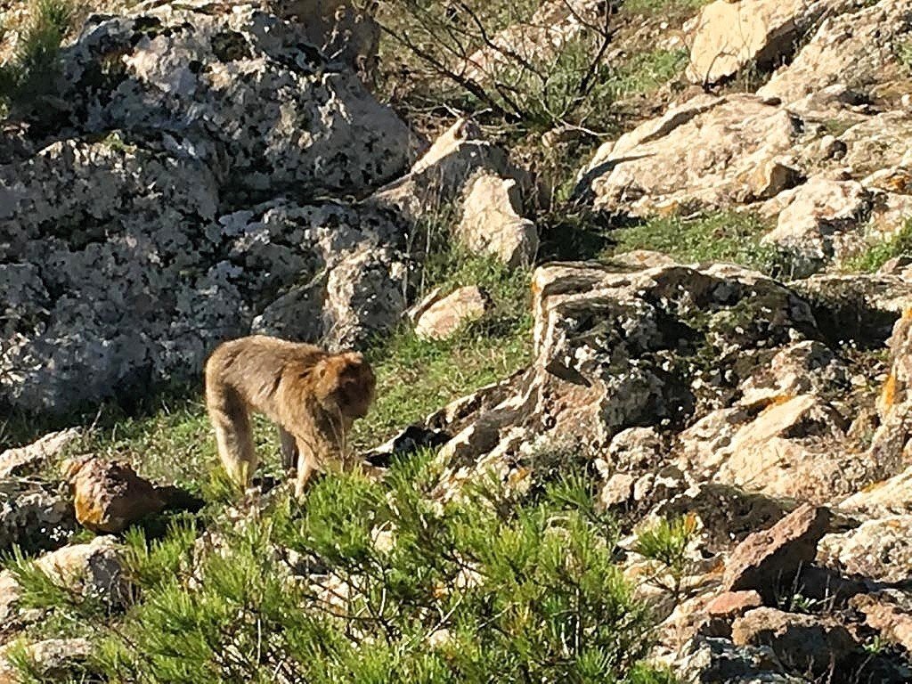 Macacos en el macizo del Gurugú
