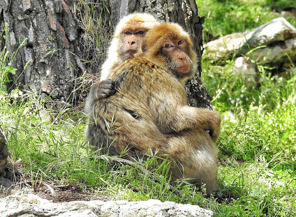 Pareja abrazada de macacos de Berbería en el macizo del Gurugú