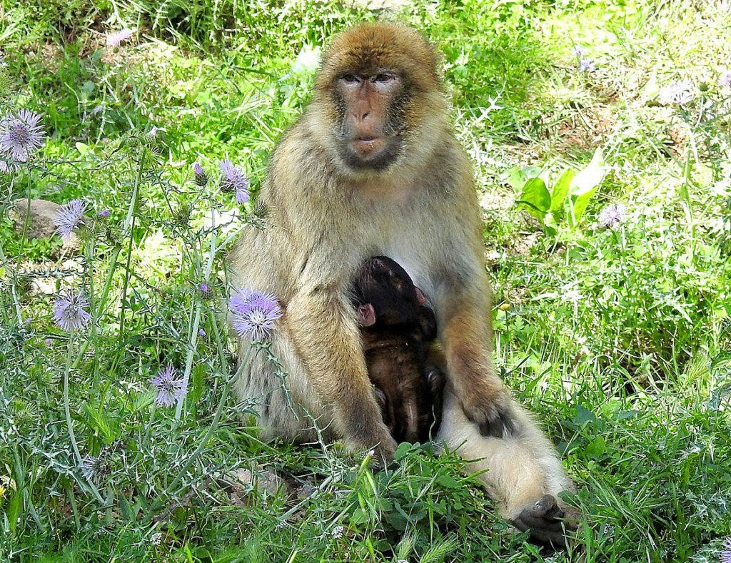 Madre con su cría sobre el vientre