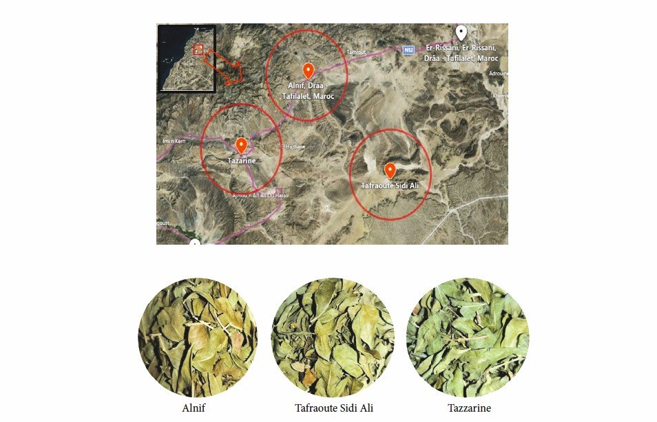 Localización en plano de algunas variedades de henna marroquí.