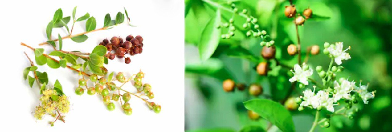 Planta con semillas de Lawsonia inermis